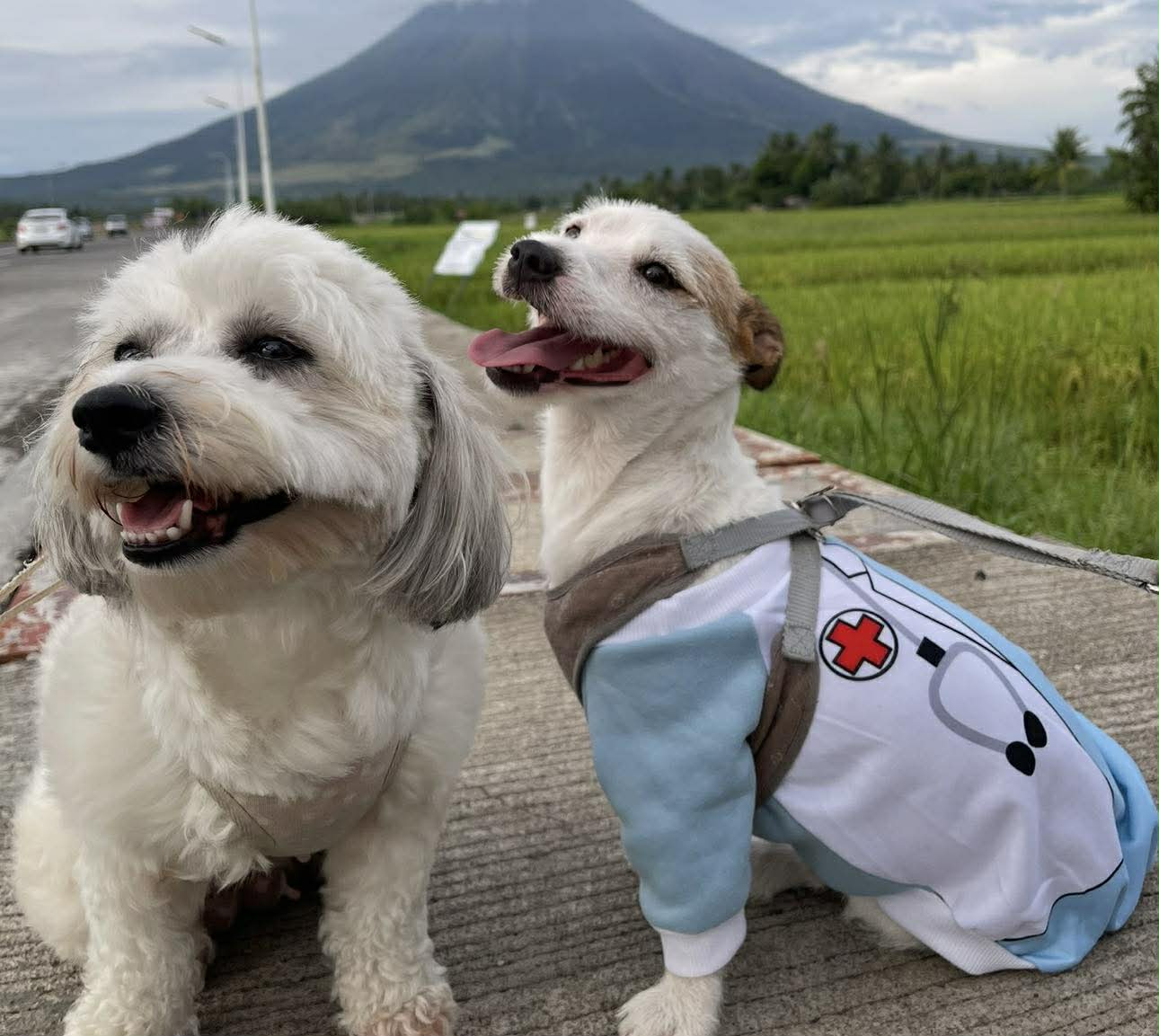 From “Bantay” to Beneficiary: Why Your Fur Babies Needs Pet Insurance (And How to Get It Cheap)